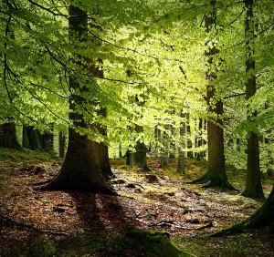Dänemark Grib Wald
