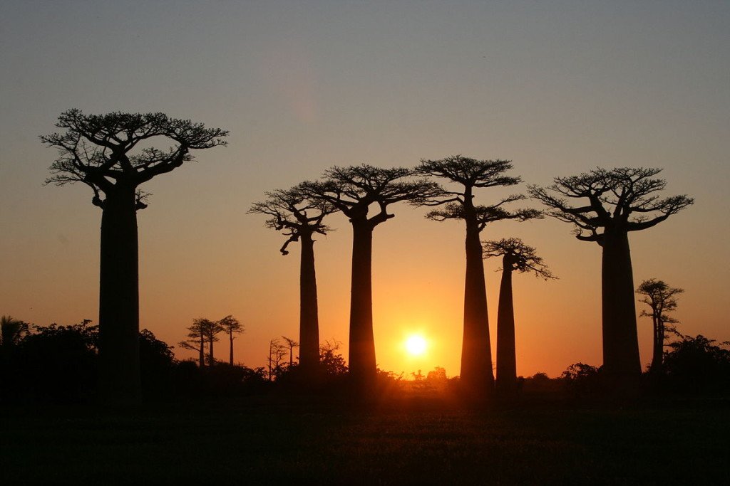 Madagaskar Strasse der Baobabs bei Sonnenuntergang