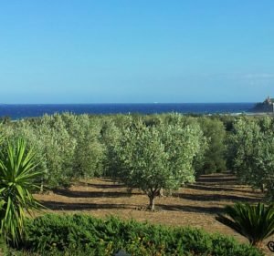 Olivenplantage auf Sardinien