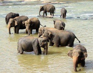 Sri Lanka Pinnawala Elafanten