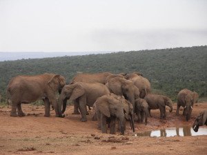 Suedafrika-Addo_Elephant_National_Park
