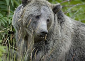 USA-Grizzly_Bear