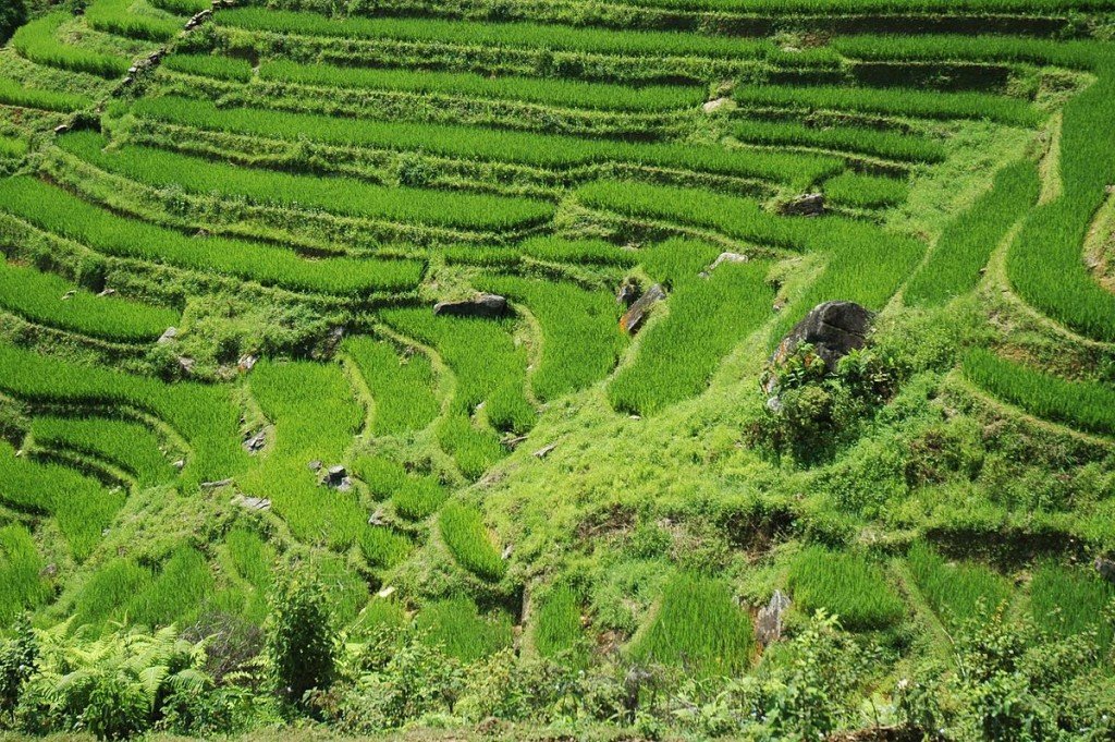 Vietnam-Sapa-Reisfelder