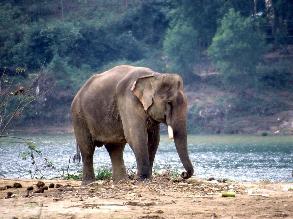 Vietnam arbeitender Elefant